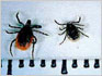 Ixodes Ticks