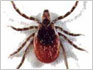 Ixodes Pacificus Ticks