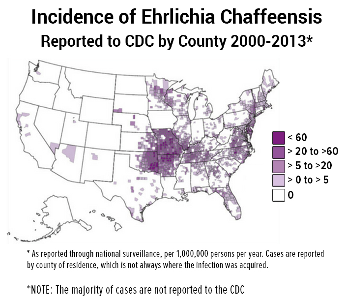 Incidence of Ehrlichia