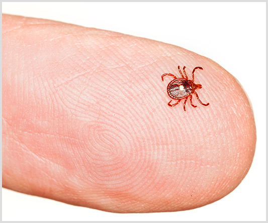 The tick species most often associated with Alpha-gal syndrome is the lone star tick