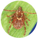 Pictures of ticks - American Dog Tick