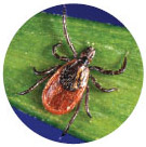 Types of ticks - Blacklegged or Deer Tick