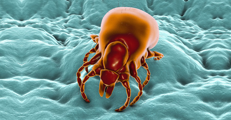 Tick-Borne Co-Infections are the Rule, Not the Exception