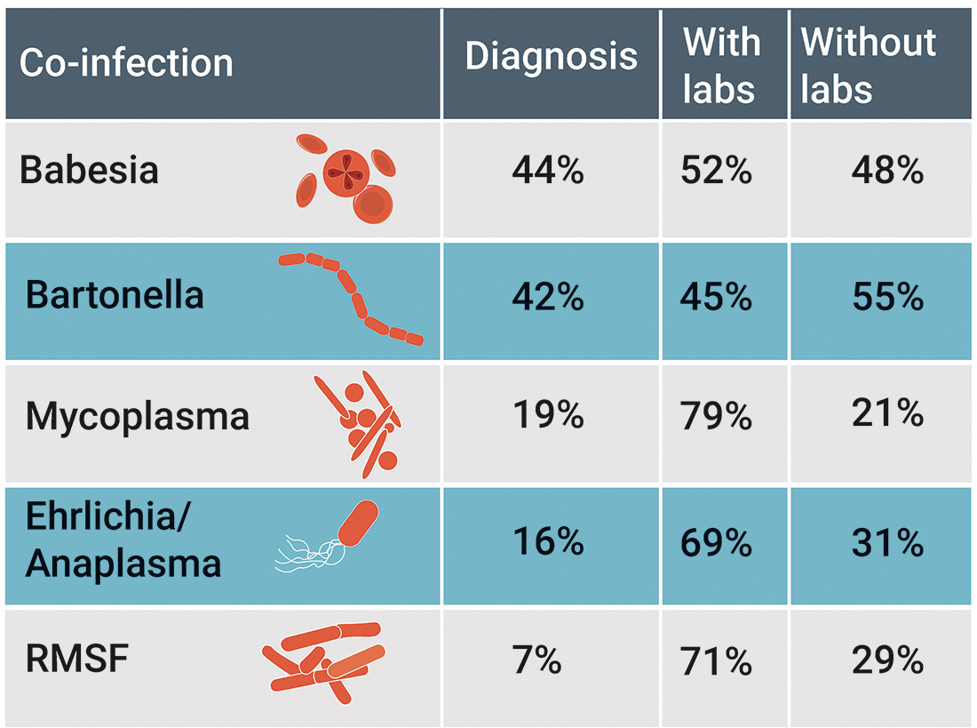 Co-infections are common in persistent Lyme disease