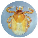 Types of ticks - Groundhog Tick