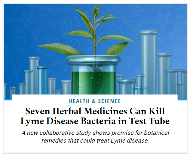 Seven Herbal Medicines Can Kill Lyme Disease Bacteria in Test Tube