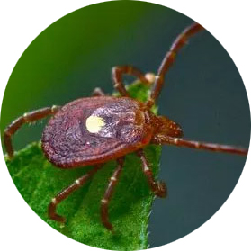 pictures of ticks - Lone Star Tick