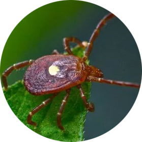 ticks with brown shell