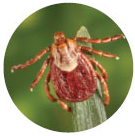 Pictures of ticks - Rocky Mountain Wood Tick