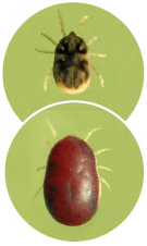 Pictures of ticks - Soft Ticks