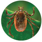 Pictures of ticks - Western Blacklegged Tick
