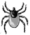 Western Black Legged Tick