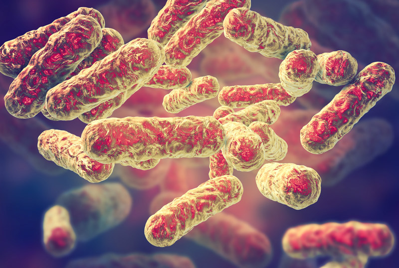 Breitschwerdt explains what’s known and unknown about Bartonella