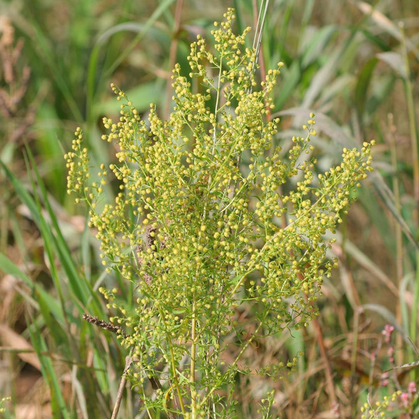 Artemisia annua (sweet wormwood) kills Lyme disease bacteria in test tubes