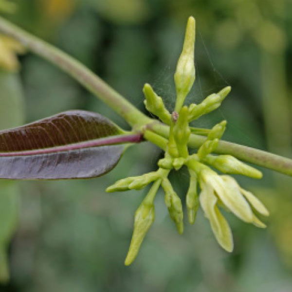 Cryptolepis sanguinolenta kills Lyme disease bacteria in test tubes