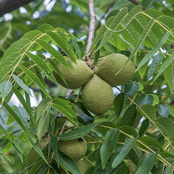 Juglans nigra (black walnut) kills Lyme disease bacteria in test tubes