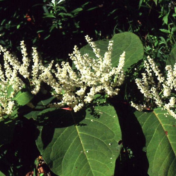 Polygonum cuspidatum (Japanese knotweed) kills Lyme disease bacteria in test tubes