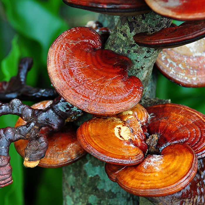 Reishi