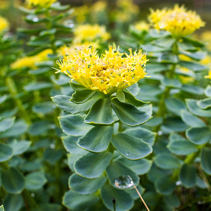 Rhodiola