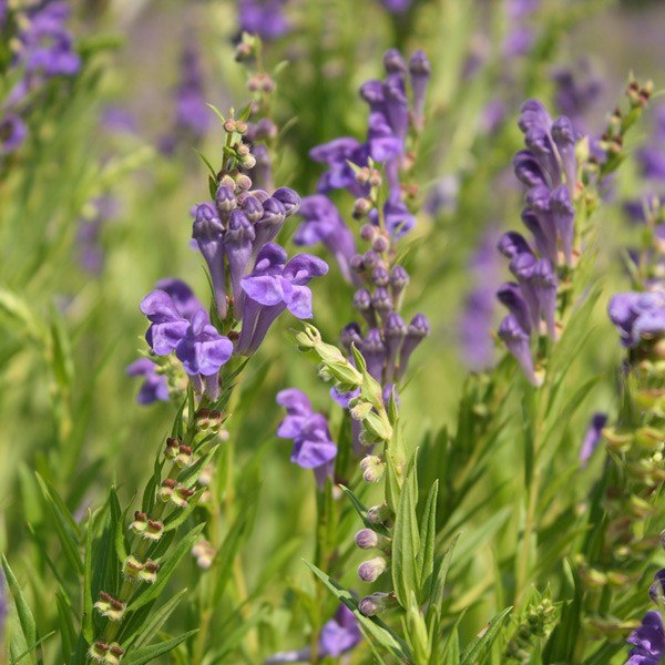 Scutellaria baicalensis (Chinese skullcap) kills Lyme disease bacteria in test tubes