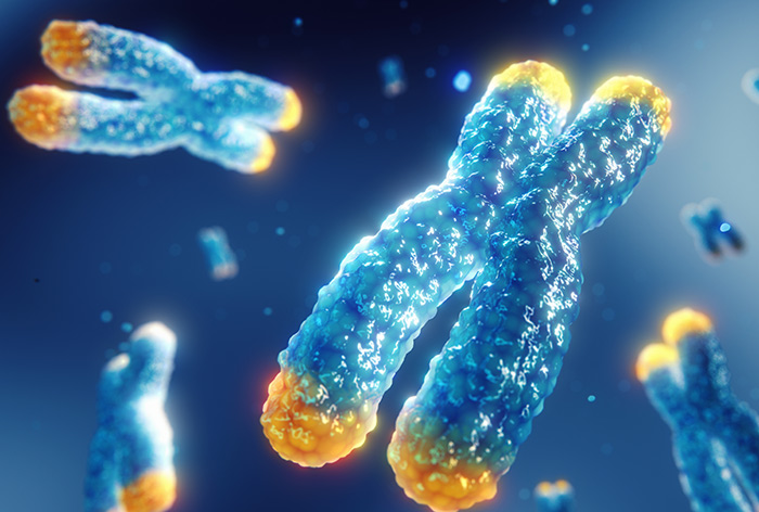 Telomeres and Cellular Aging