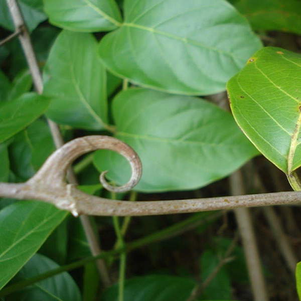 Uncaria tomentosa (Cat’s Claw) kills Lyme disease bacteria in test tubes