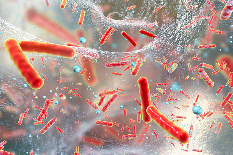 biofilm forms of Borrelia