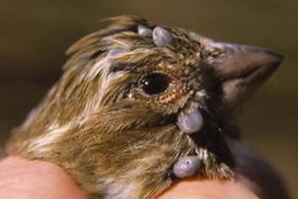 Ticks on a bird