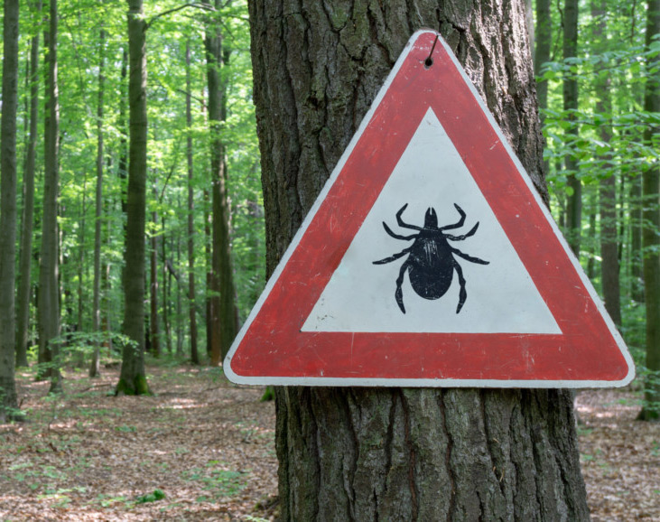 Forests are a prime location for ticks