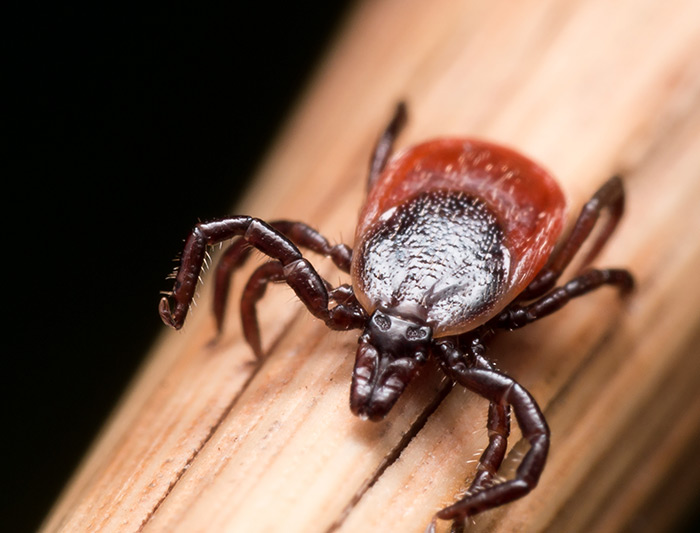 Blacklegged tick bites carry a significant risk of Lyme disease