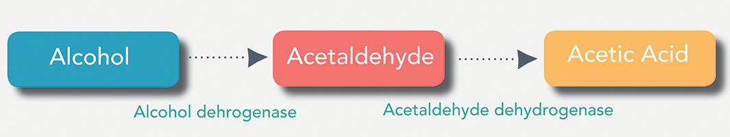 Disulfiram inhibits the enzyme acetaldehyde dehydrogenase