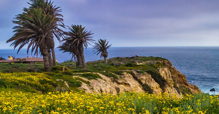 Tick Infection Rates as High as 31% in Some Coastal Areas of California