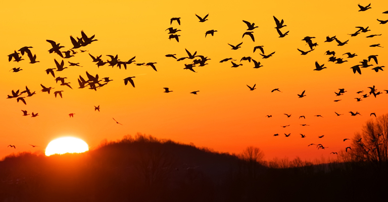 Migrating Birds Play Huge Role in Distributing Ticks Around the World