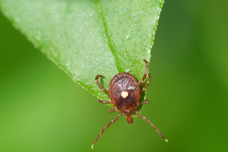 Super-Fast Lone Star Ticks are Showing up in New Places
