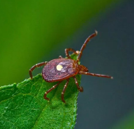 lone star tick (Amblyomma americanum