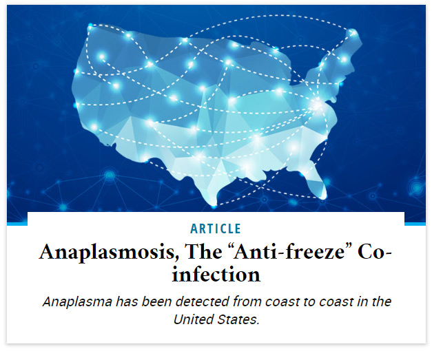 Anaplasmosis, The “Anti-freeze” Co-infection