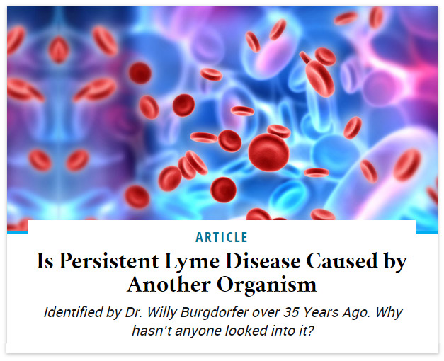 Is Persistent Lyme Disease Caused by Another Organism