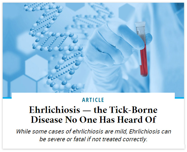 Ehrlichiosis — the Tick-Borne Disease No One Has Heard Of