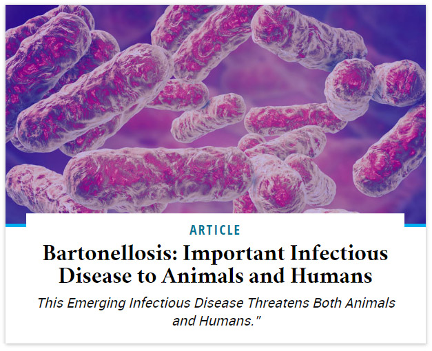 Bartonellosis: Important Infectious Disease to Animals and Humans