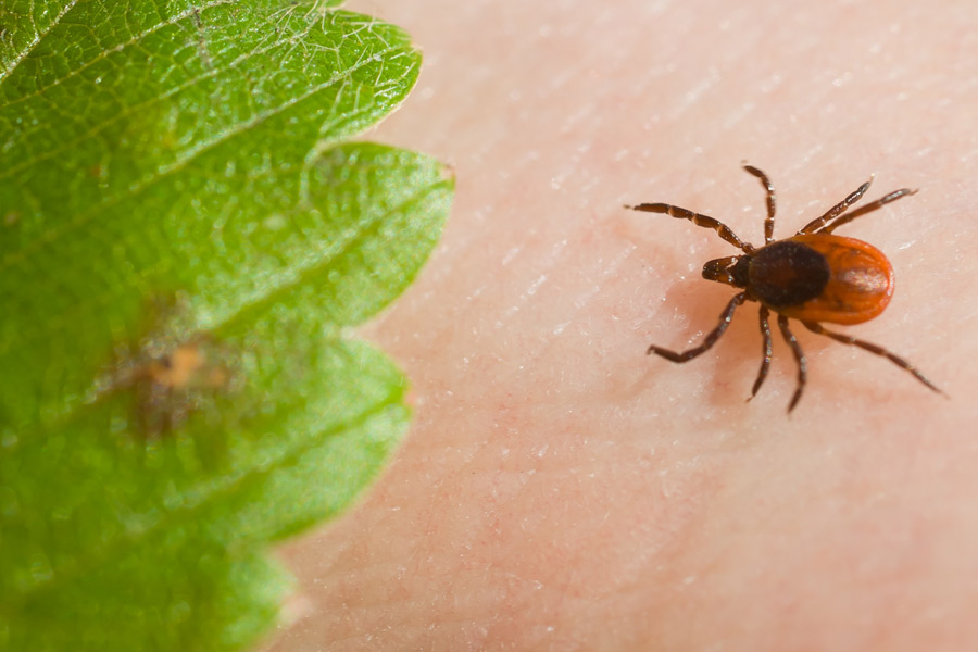 Blacklegged Ticks Spread Across America