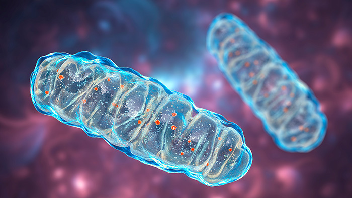 mitochondrial function