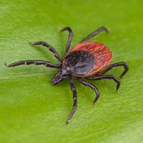Lyme disease treatments