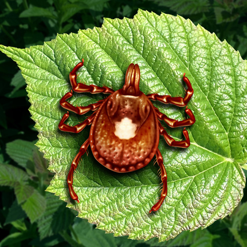 Debilitating symptoms of Lyme disease