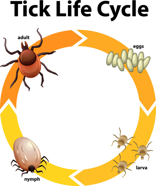Tick life cycles