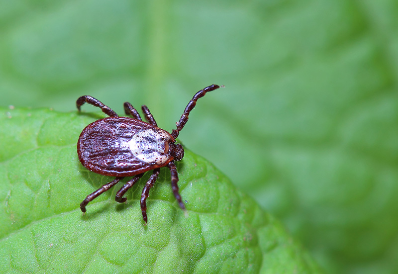 ticks carry many other diseases