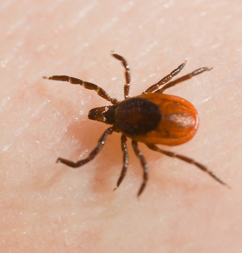 Blacklegged Ticks Spread Across America