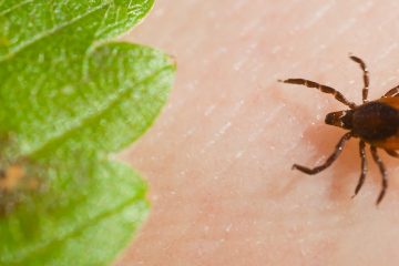 CDC study finds ticks carrying TBD in nearly half of U.S. counties