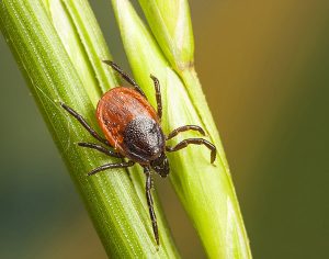 Ixodes scapularis ticks