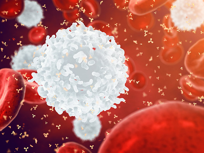 Ehrlichia infect white blood cells