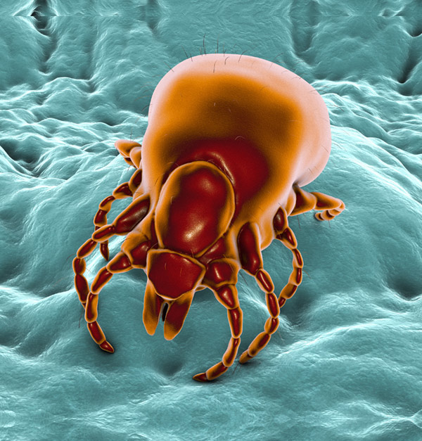 Tick-Borne Co-Infections are the Rule, Not the Exception